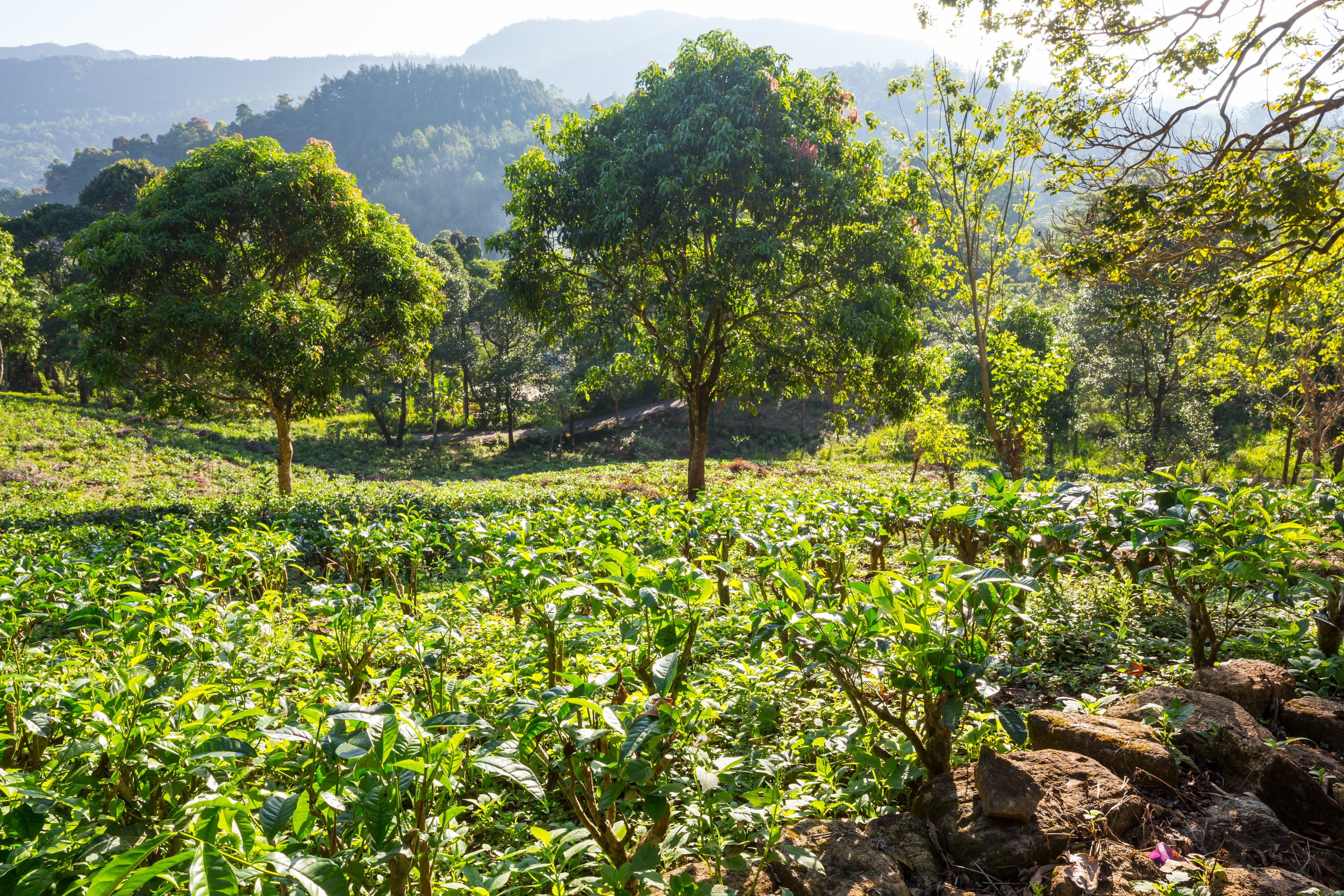 Traditional coffee processing methods