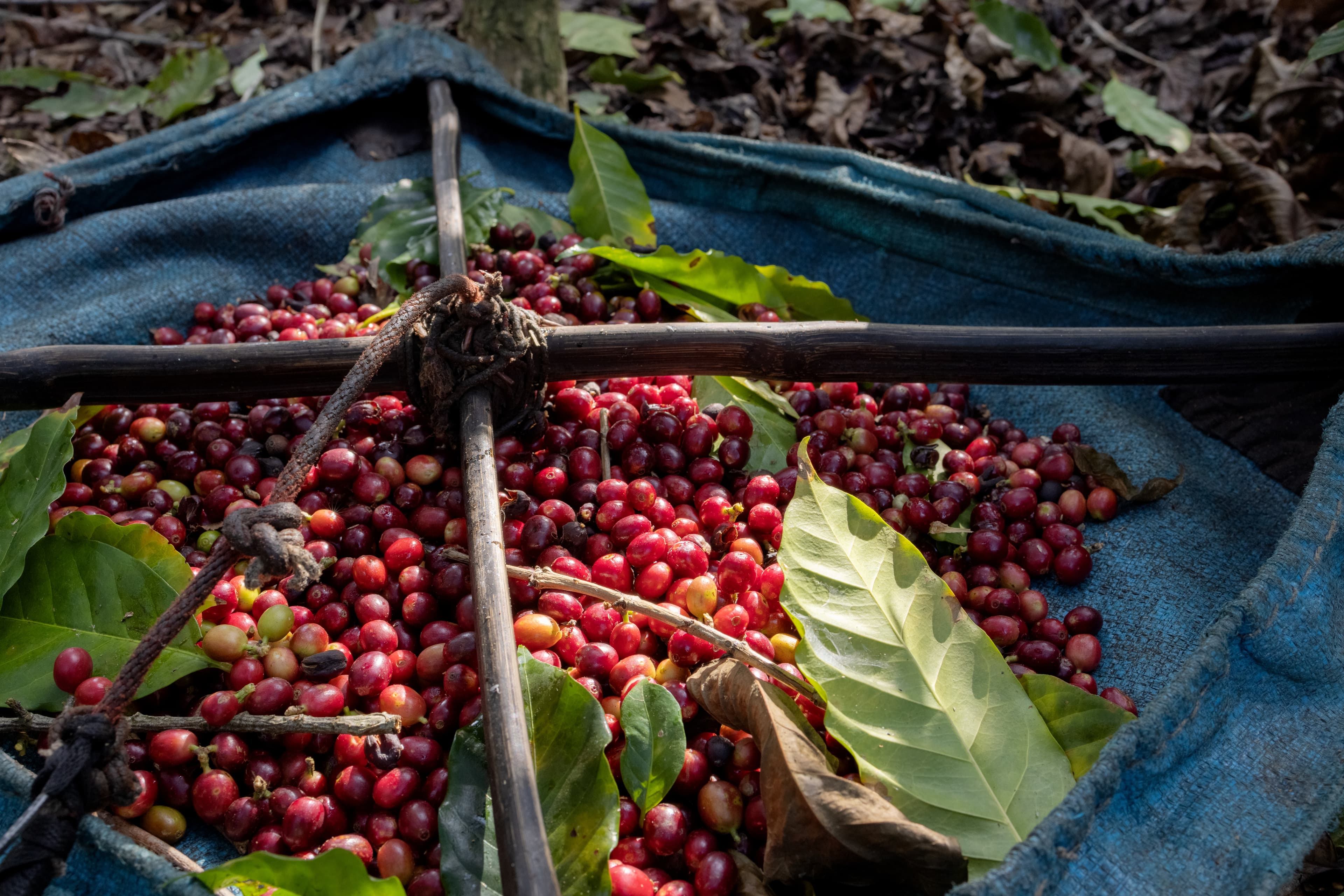 Ethiopian coffee cultivation