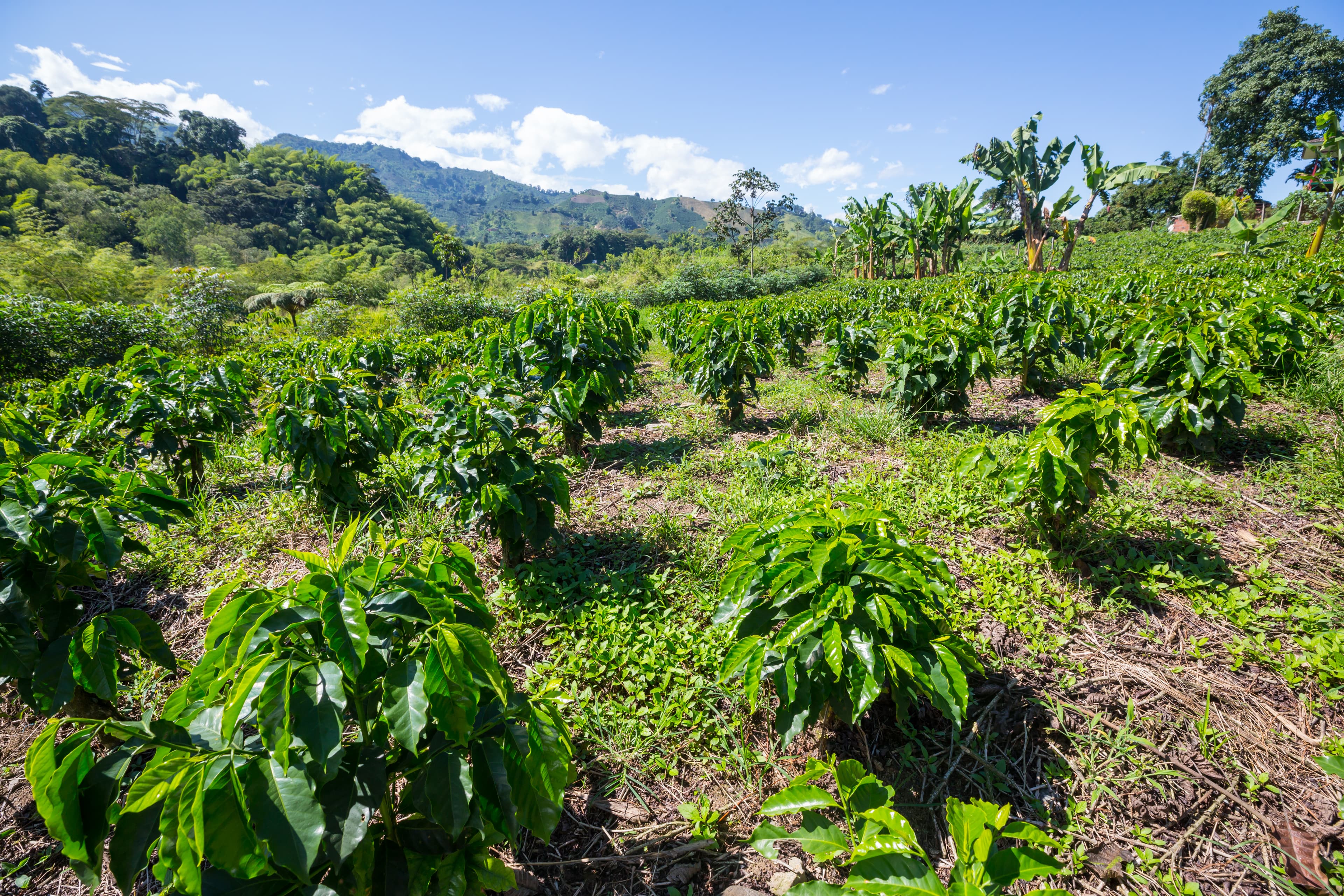 Coffee beans and quality control